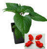 Death Spiral 9cm Chilli Plant Image by CHILLIESontheWEB