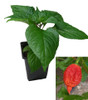 Fatalii Gourmet Jigsaw9cm Chilli Plant Image by CHILLIESontheWEB