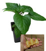 Star Scream 9cm Chilli Plant Image by CHILLIESontheWEB