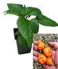 BBG7 Orange  9cm Chilli Plant Image by CHILLIESontheWEB