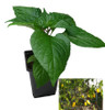Bechirry Amarillo 9cm Chilli Plant Image by CHILLIESontheWEB