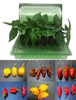 6 Pack of Superhot Chilli Seedling Plants Pack 4 Image by CHILLIESontheWEB