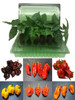6 Pack of Superhot Chilli Seedling Plants Pack 5 Image by CHILLIESontheWEB