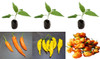 3 Pack of Aji Chilli Plants Pack Image by CHILLIESontheWEB