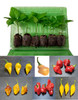 6 Pack of Pendant Chilli Plants Image by CHILLIESontheWEB