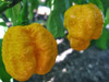 7 Pot 7 Pod Brain Strain Yellow Chilli Image | Chillies on the Web