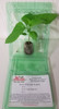 Black Pearl Chilli Seedling Plant x 1