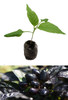 Black Pearl Chilli Plant Image by CHILLIESontheWEB