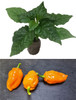 Fatalii Peach  Chilli Seedling Plant Image by CHILLIESontheWEB