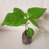 SBS Demon Chocolate Habanero Chilli Seedling Plant x  1