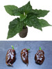 SBS Demon Chocolate Habanero Chilli Seedling Plant Image by CHILLIESontheWEB