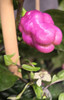 Jolokia Pink Ice Maturing Pod Image by CHILLIESontheWEB