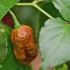 Carolina Reaper Caramel mature pod
