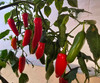 Aji Delight Chilli Plant Image by CHILLIESontheWEB