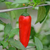 shakira f1 chilli