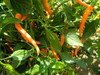 Hangijao 3 - Solar Flare chilli