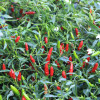 tabasco chilli