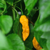 Habanero Neon Chilli