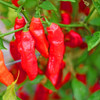 Naga Morich Red chilli