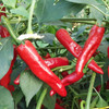 Piment d’Espelette Chilli