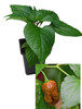 Carolina Reaper Caramel  Chilli Plant Image by CHILLIESontheWEB