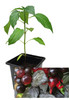 Black Pearl 9cm Chilli Plant Image by CHILLIESontheWEB