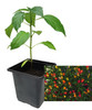 Numex Twilight 9cm Chilli Plant Image by CHILLIESontheWEB
