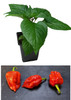 Naga Bengal 9cm Chilli Plant Image by CHILLIESontheWEB