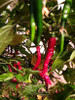 Cayenne Mild Turkish Chilli Plant Image, Chillies on the Web