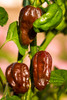 Habanero Chocolate Chilli Seeds Image by Chillies on the Web