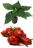 Carolina Reaper Red Seedling Plant Image by CHILLIESontheWEB