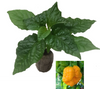 Moruga Scorpion Yellow Chilli Seedling Plant Image by CHILIESontheWEB
