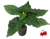 Scotch Bonnet Red Chilli Seedling Plant Image by CHILLIESontheWEB