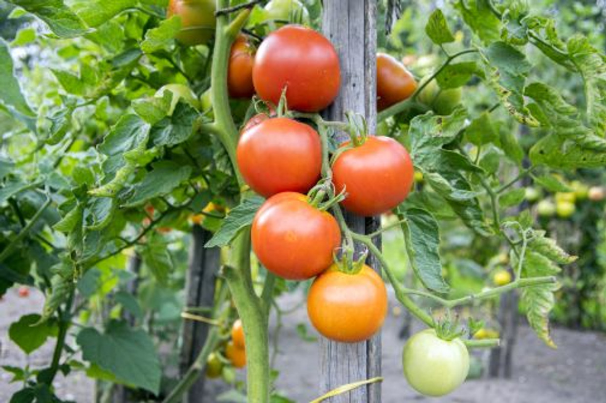 June Week 2 Spice News 2023