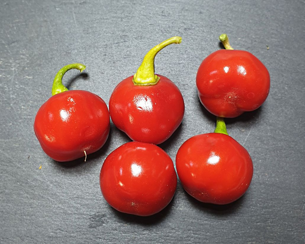 Aji Cochabamba Chilli Seeds By CHILLIESontheWEB aji-cochabamba-chilli-seeds-by-chilliesontheweb