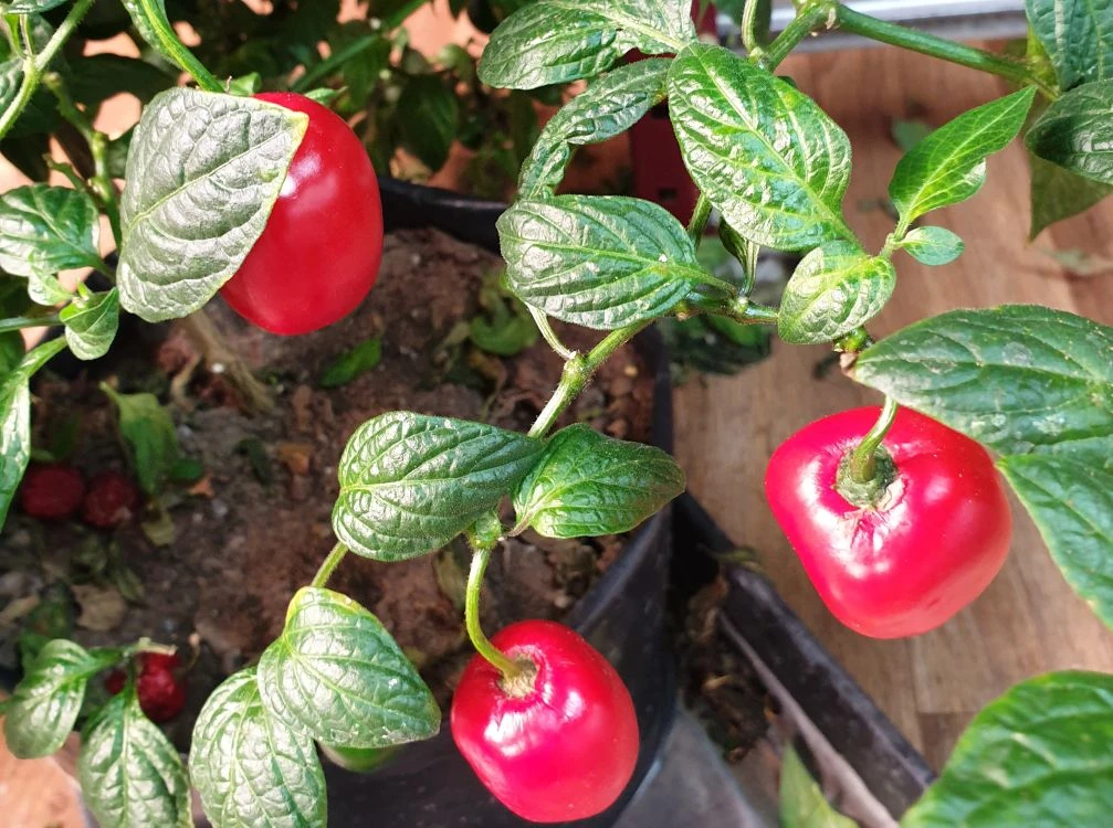 Rocoto Costa Rica Chilli Seeds By CHILLIESontheWEB