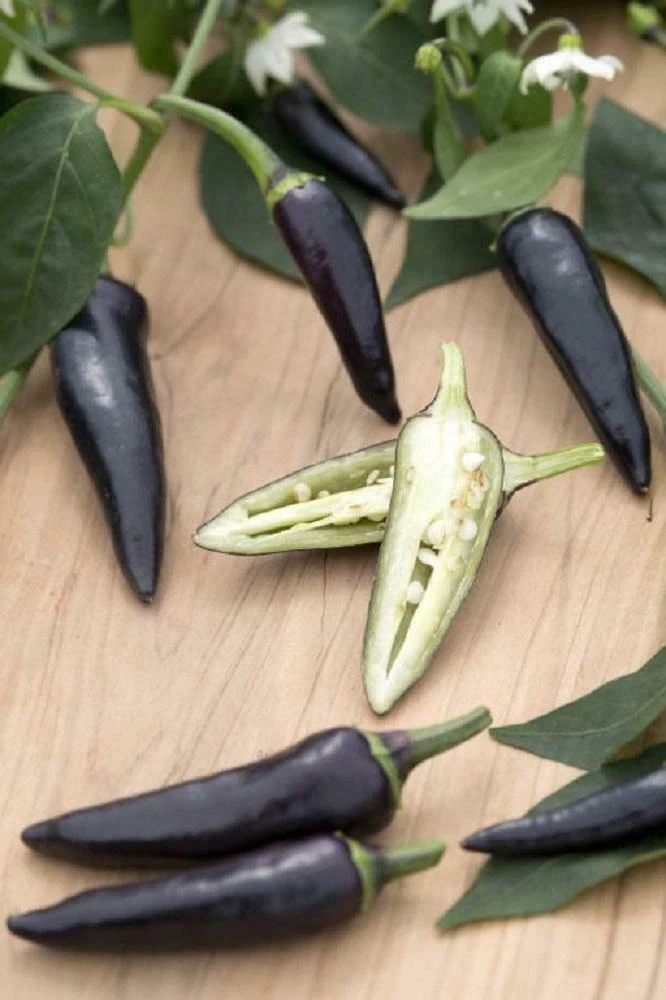 Violet Color Chilli Gusto Purple Chilli Seeds by CHILLIESontheWEB