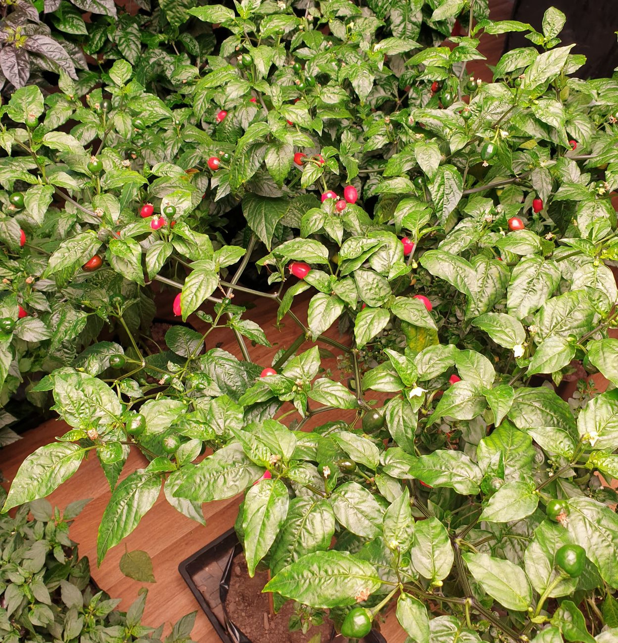Brazilian Red Olive Chilli Seeds By CHILLIESontheWEB