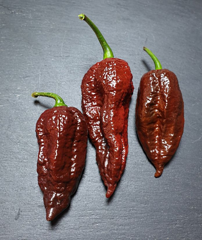 Chocolate Naga Bhut Jolokia Chilli Seeds Wholesale by CHILLIESontheWEB