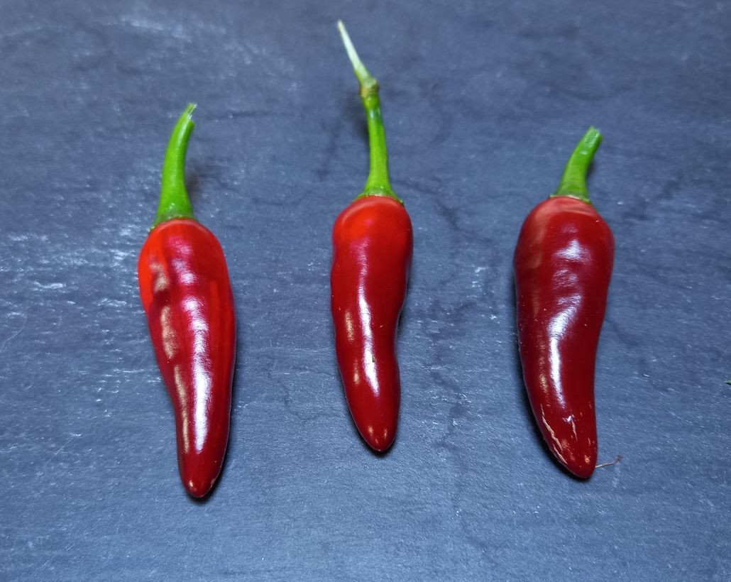 Vindaloo Cayenne Chilli Seeds by CHILLIESontheWEB