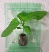 Pequin Chilli Seedling Plant x  1