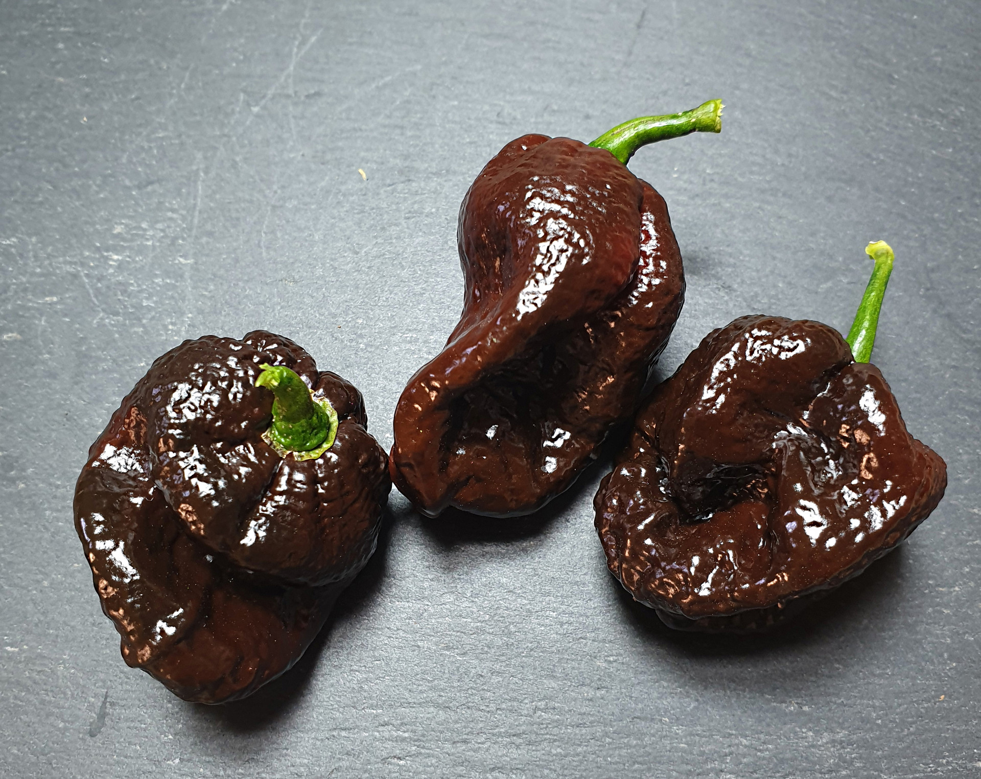 7 Pot Congo Chocolate Chilli Seeds by CHILLIESontheWEB