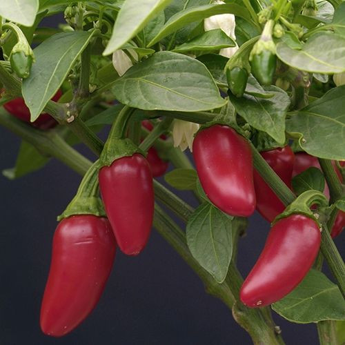 Jalapeno Sweet Chilli Seeds by CHILLIESontheWEB