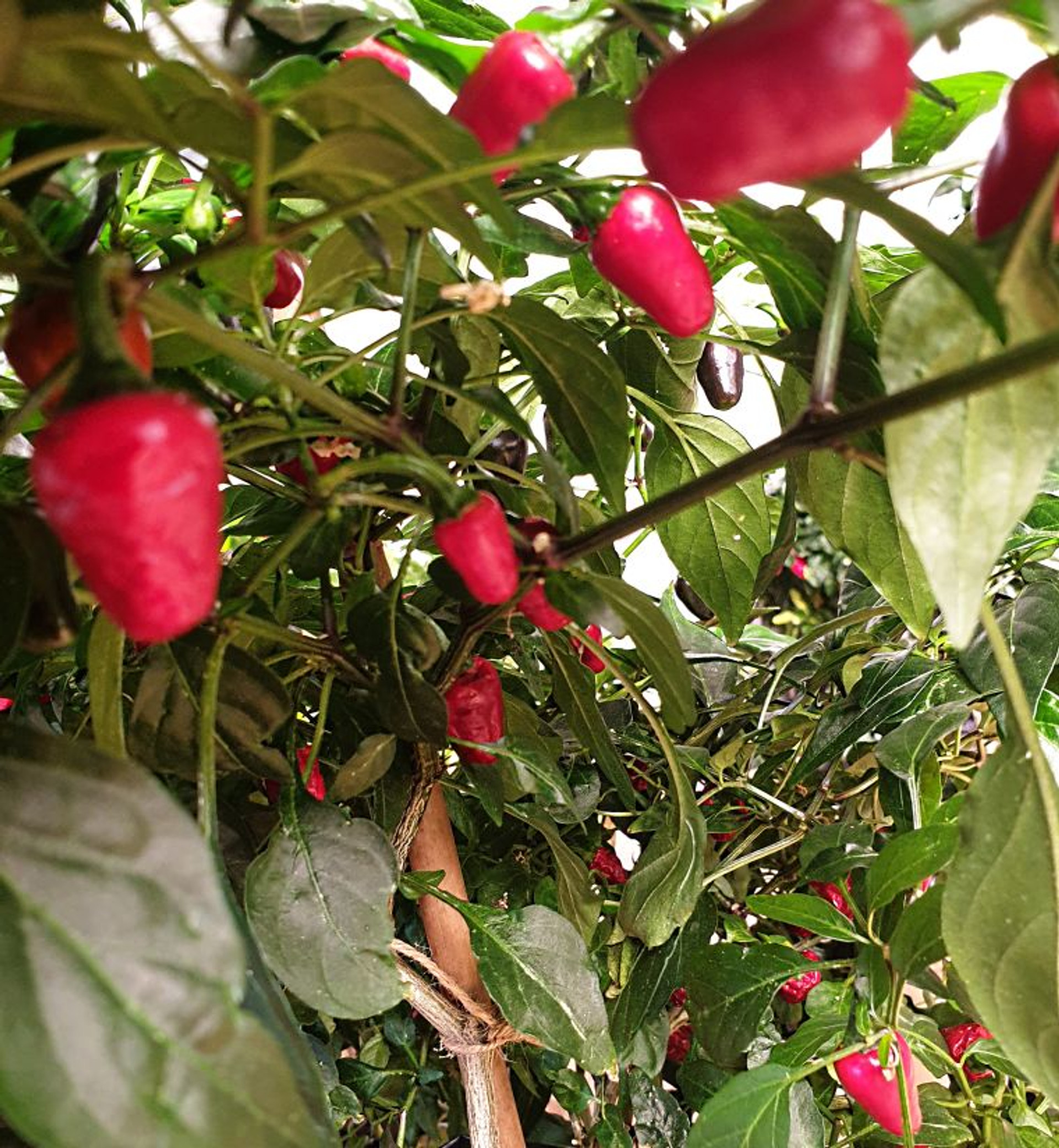 Jalapeno Mini Chilli Seeds by CHILLIESontheWEB