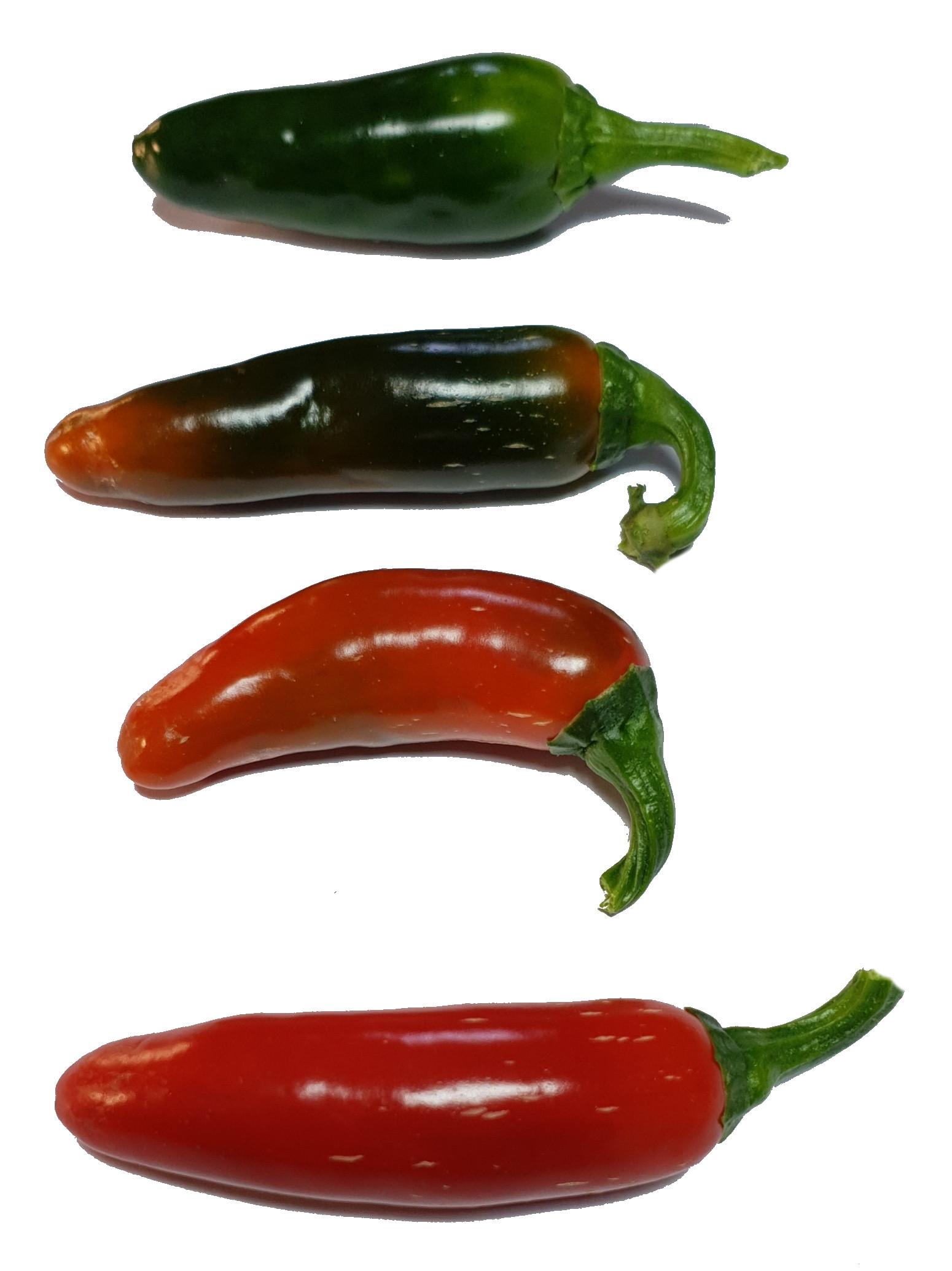 Jalapeno Summer Heat Chilli Seeds by CHILLIESontheWEB