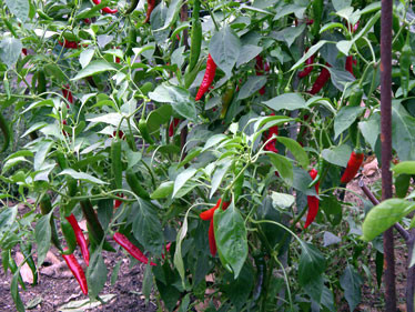 Ahi Peruvian Chilli Plant Image, Chillies on the Web