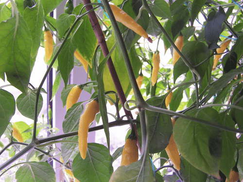 Aji Lemon Chilli Seeds Image by Chillies on the Web