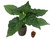 Habanero Chocolate Chilli Plant Image by CHILLIESontheWEB Habanero Chocolate Chilli Plant Image by CHILLIESontheWEB