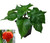 Moruga Scorpion Chilli Plant Image by CHILLIESontheWEB