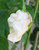 Naga White Chilli Seeds Image by CHILLIESontheWEB Naga White Chilli Seeds Image by CHILLIESontheWEB